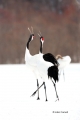 Crane;Dancing-bird;Grus-japonensis;Japan;Japanese-Crane;Red-crowned-Crane;Tancho